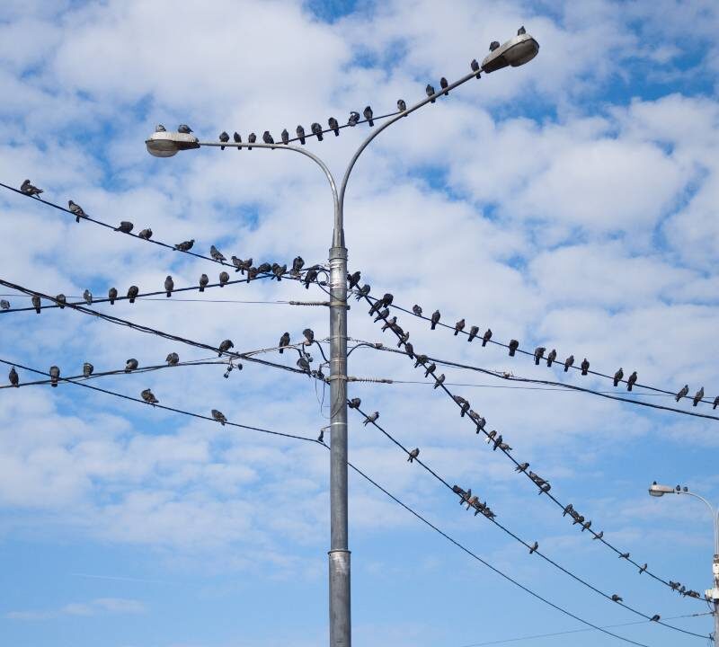 Ave urbana en la ciudad