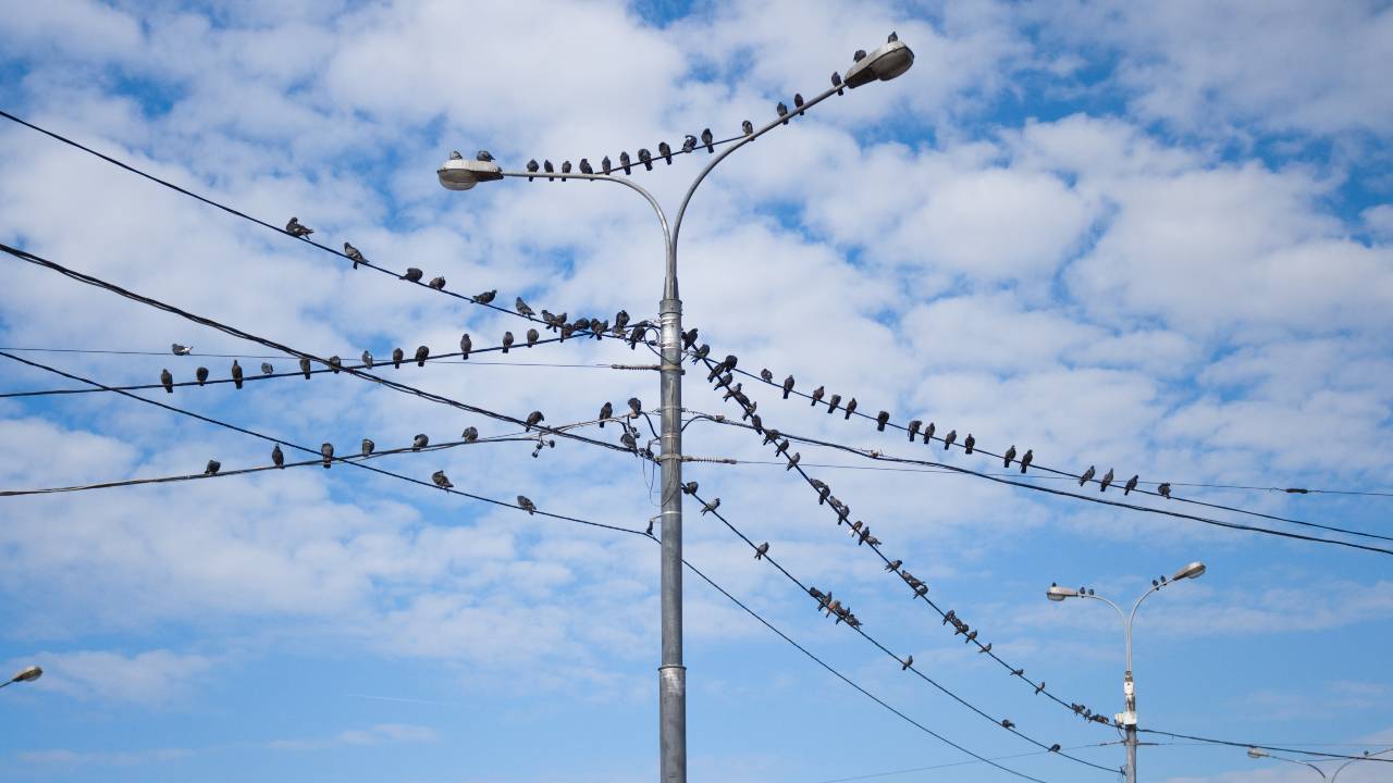 Aves urbanas y pandemia: el confinamiento cambió picos