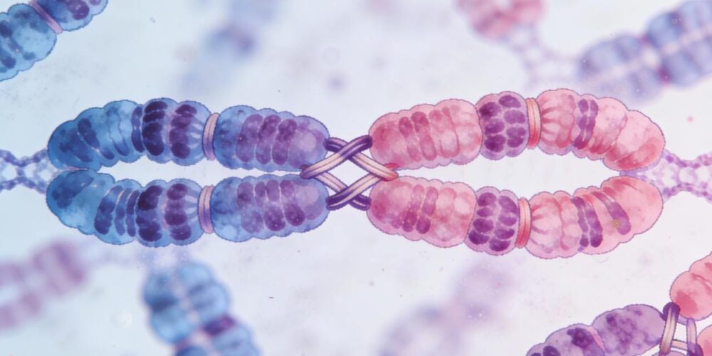 Representación de cromosomas durante la división celular relacionada con aborto espontáneo