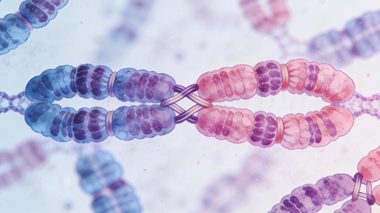 Representación de cromosomas durante la división celular relacionada con aborto espontáneo