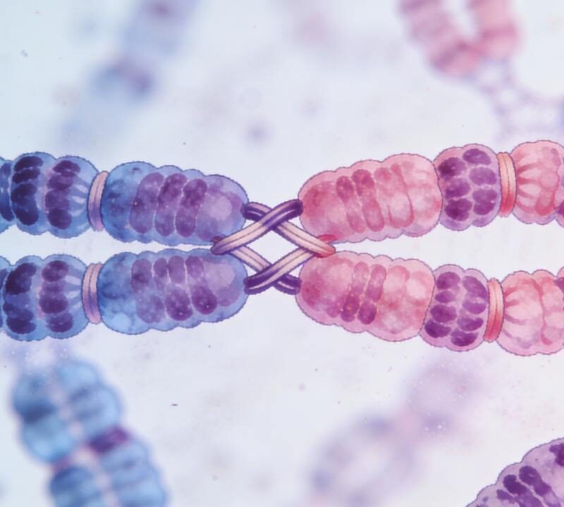 Representación de cromosomas durante la división celular relacionada con aborto espontáneo
