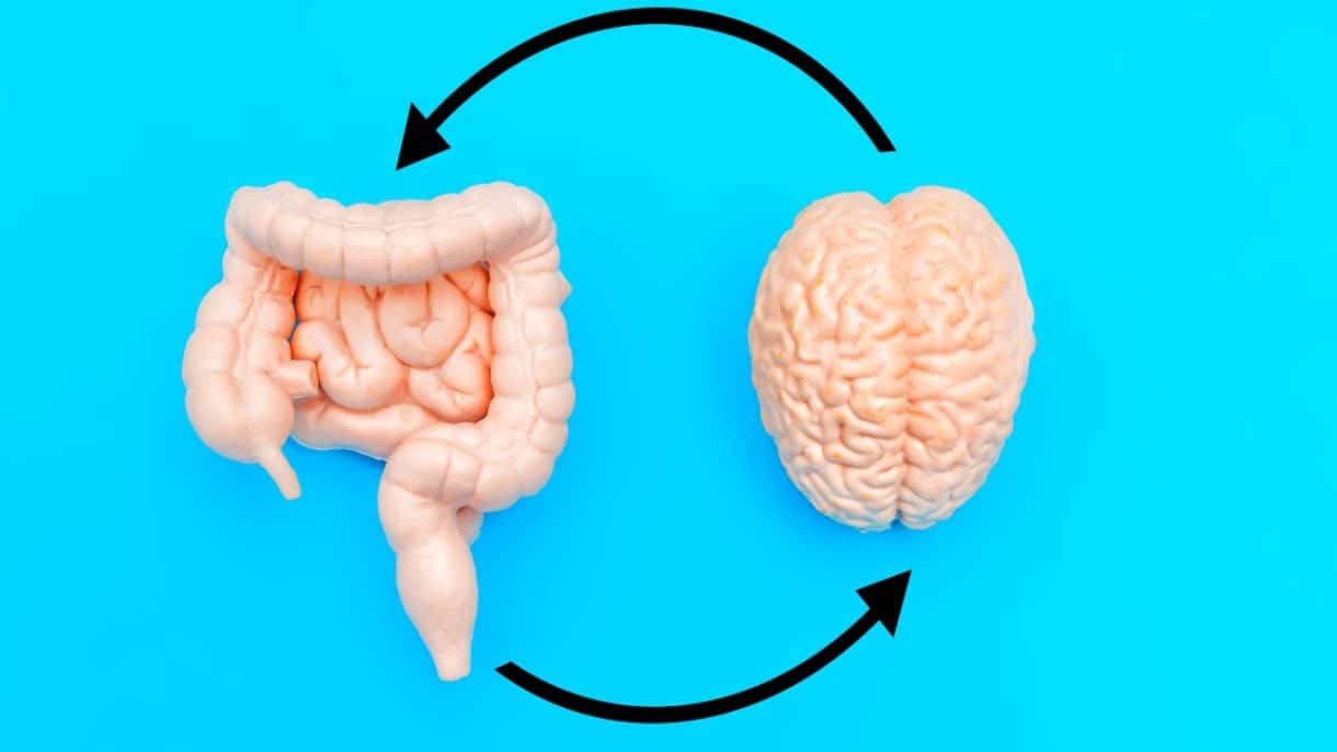 Ilustración del eje intestino-cerebro
