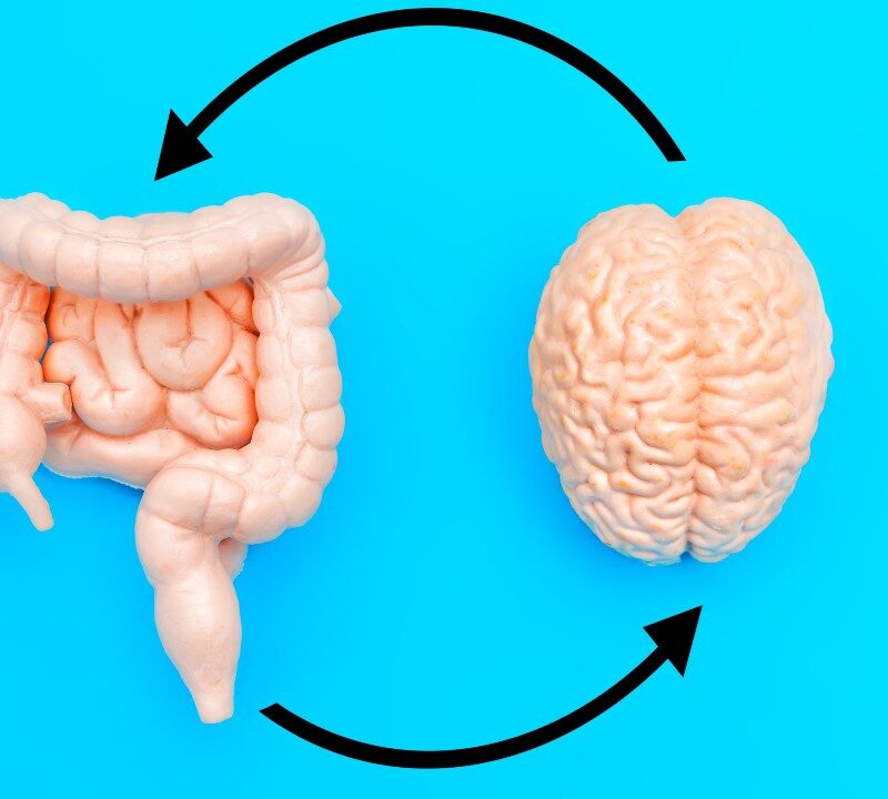 Ilustración del eje intestino-cerebro