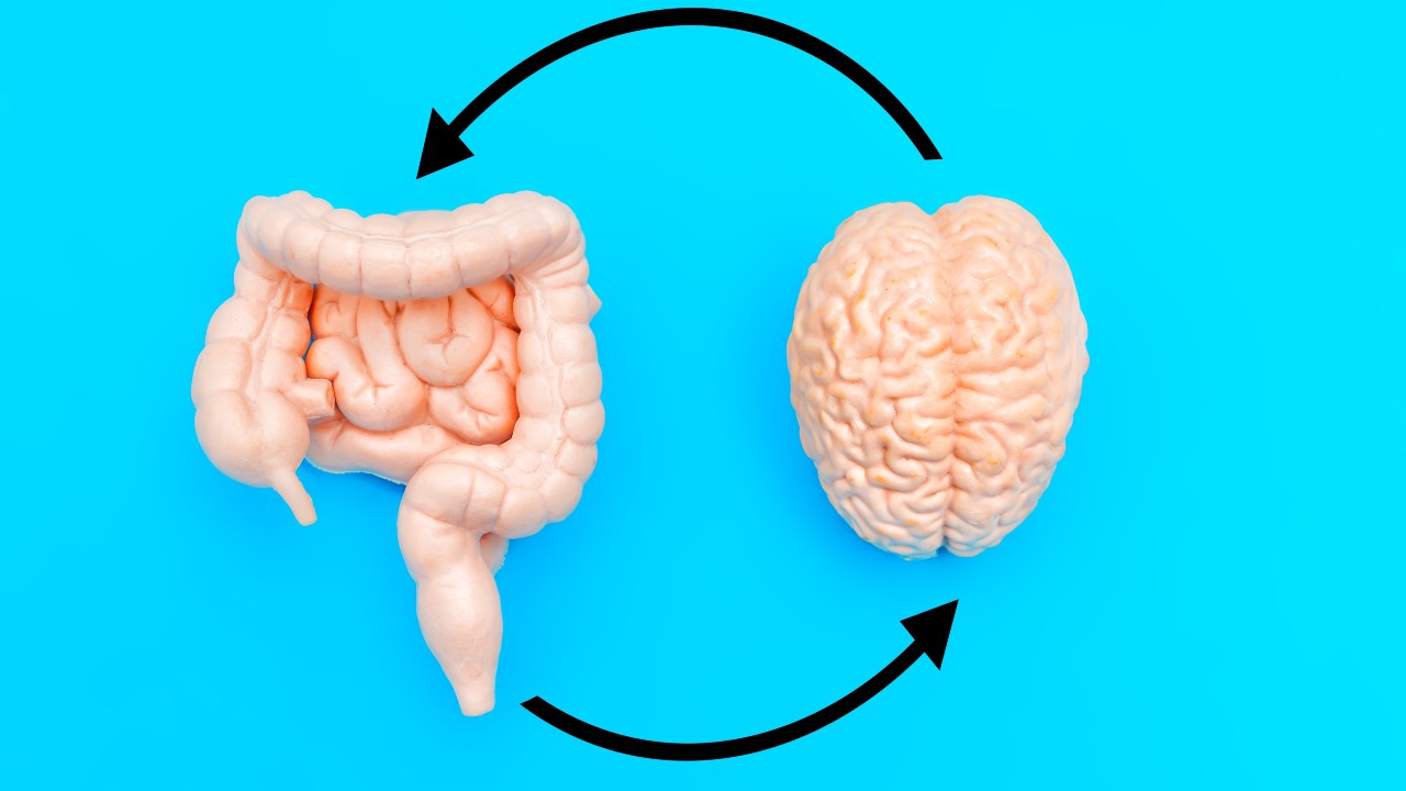 ¿El intestino influye en el autismo? La ciencia responde