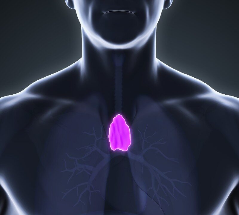 Ilustración del timo en el pecho humano mostrando su ubicación y función en el sistema inmunitario