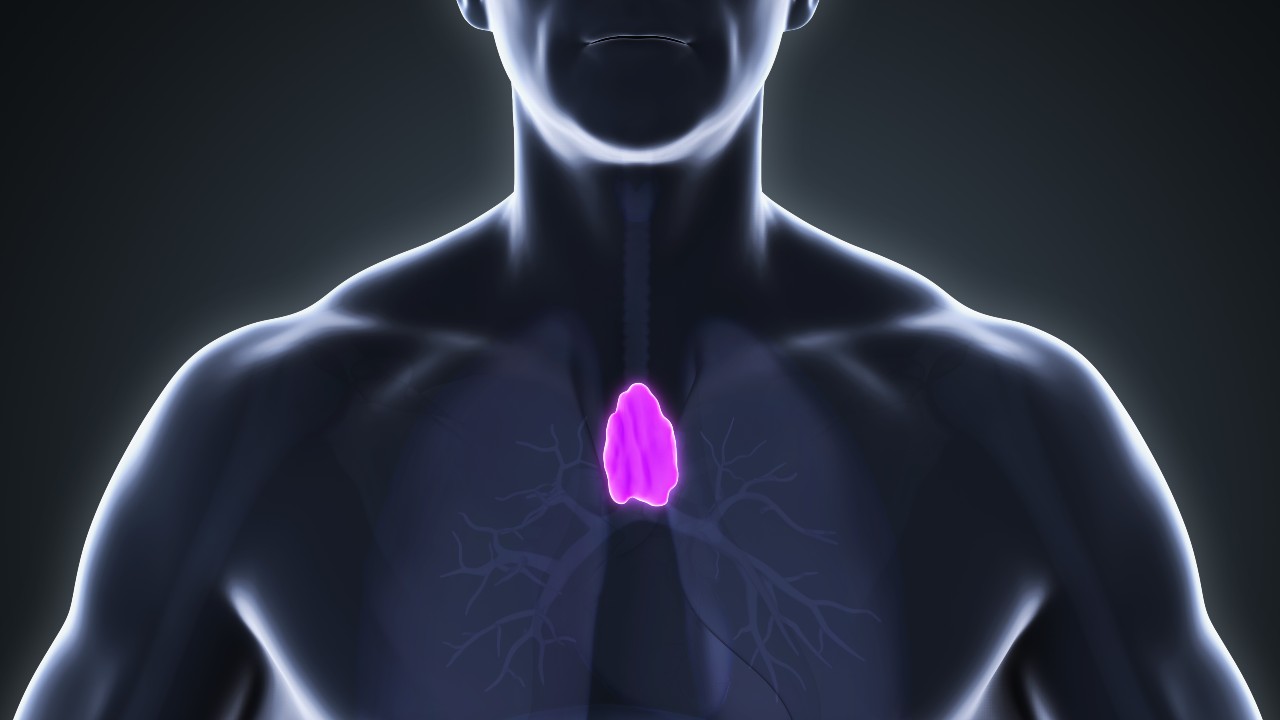 El órgano olvidado que sigue cuidando tus defensas