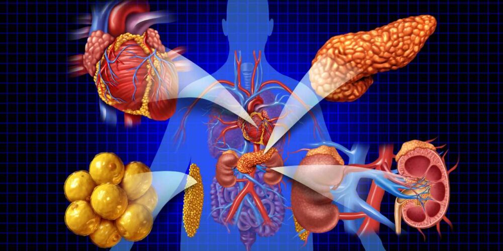 Ilustración del corazón, riñones y metabolismo conectados en el cuerpo humano
