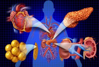Ilustración del corazón, riñones y metabolismo conectados en el cuerpo humano
