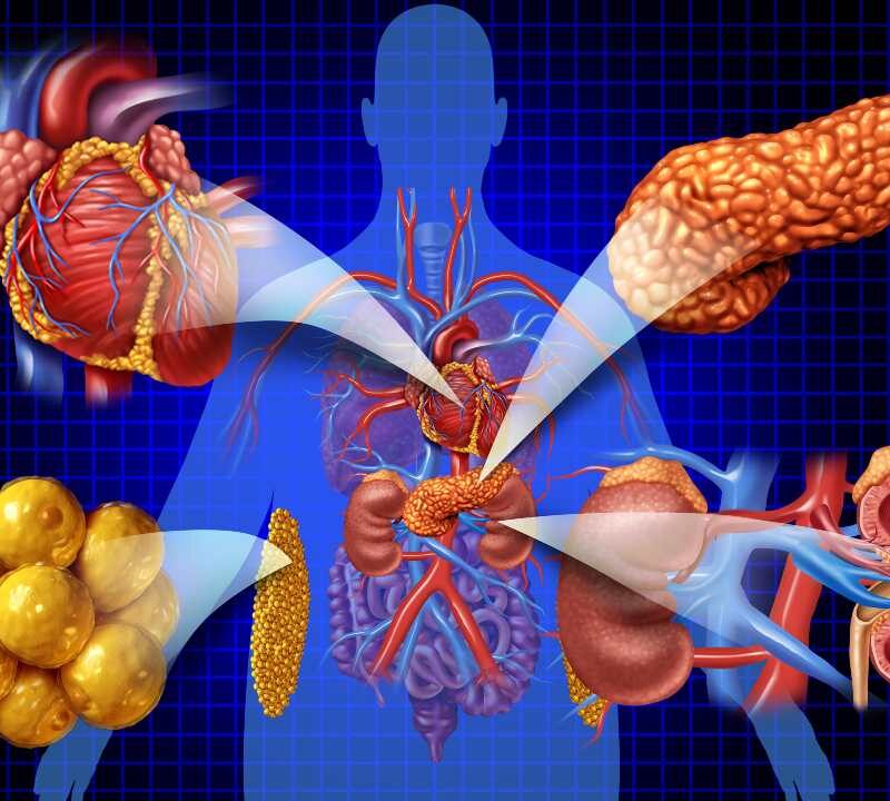 Ilustración del corazón, riñones y metabolismo conectados en el cuerpo humano