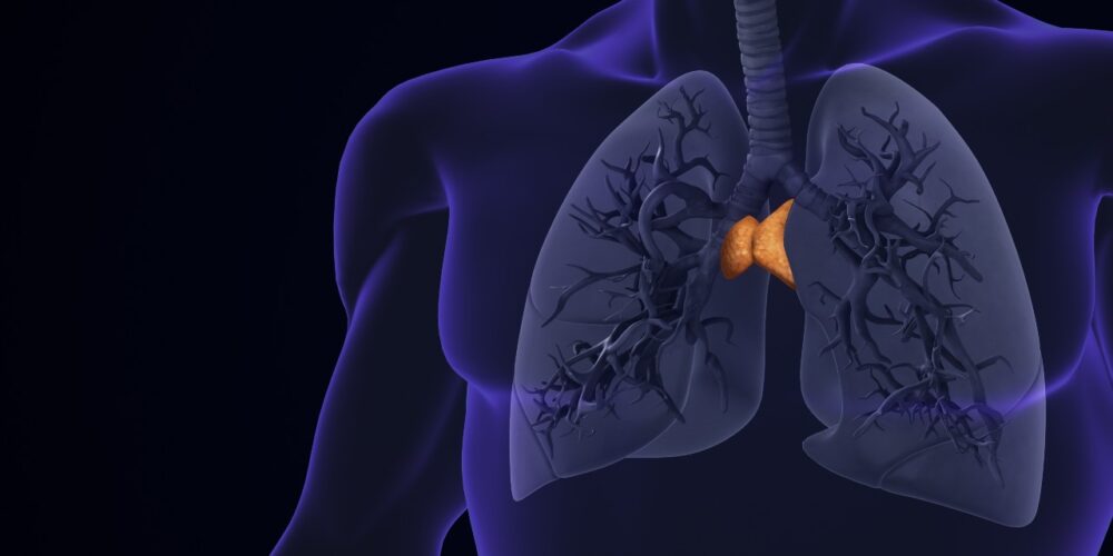 lustración que muestra qué es el el timo, dónde está en el cuerpo humano y su relación con el sistema inmunitario