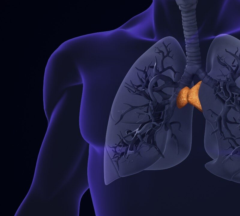 lustración que muestra qué es el el timo, dónde está en el cuerpo humano y su relación con el sistema inmunitario