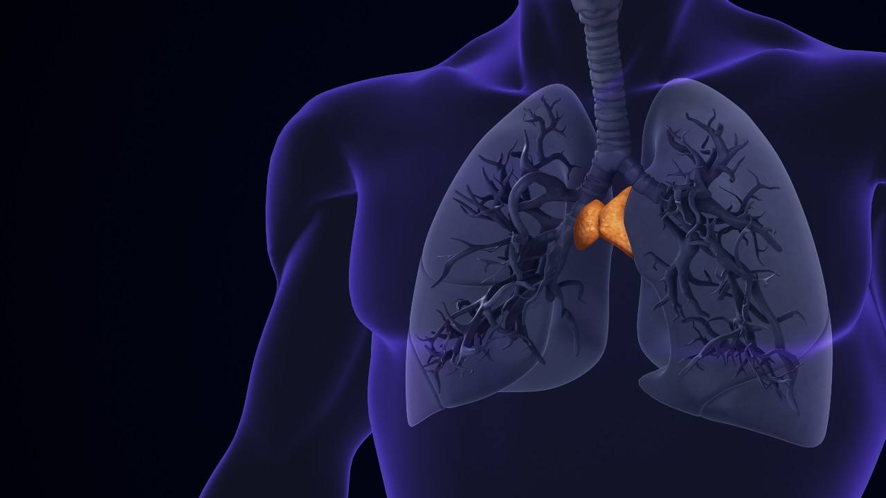¿Qué es el timo y por qué es clave en la vida adulta?
