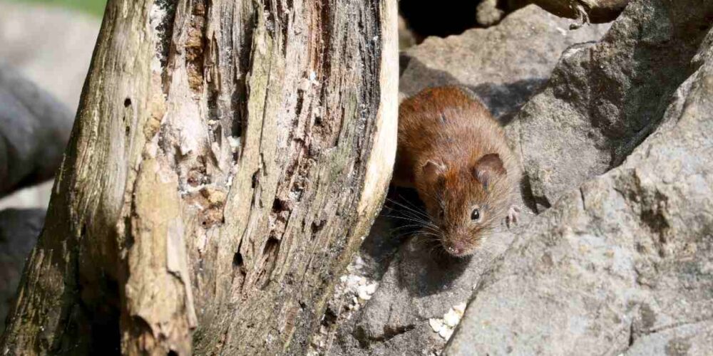 Roedor portador de hantavirus en entorno doméstico o natural