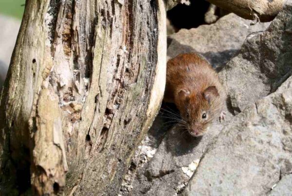 Roedor portador de hantavirus en entorno doméstico o natural