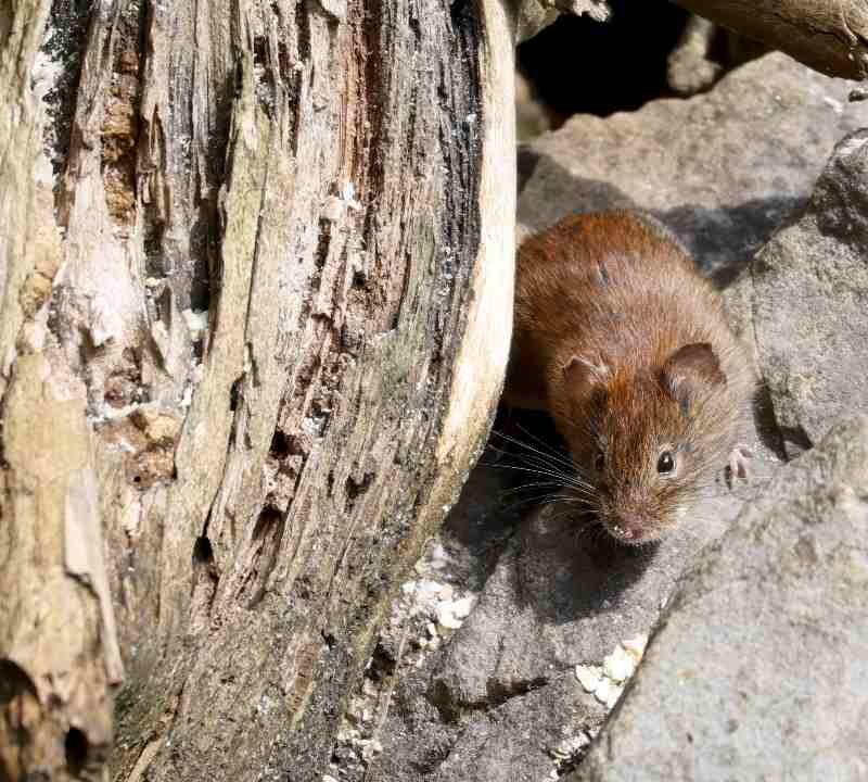 Roedor portador de hantavirus en entorno doméstico o natural