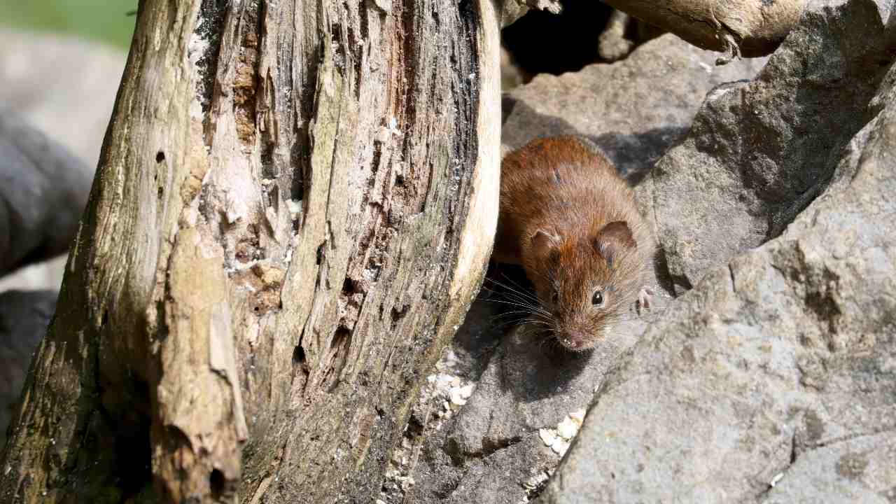 Hantavirus: lo que debes saber tras el brote