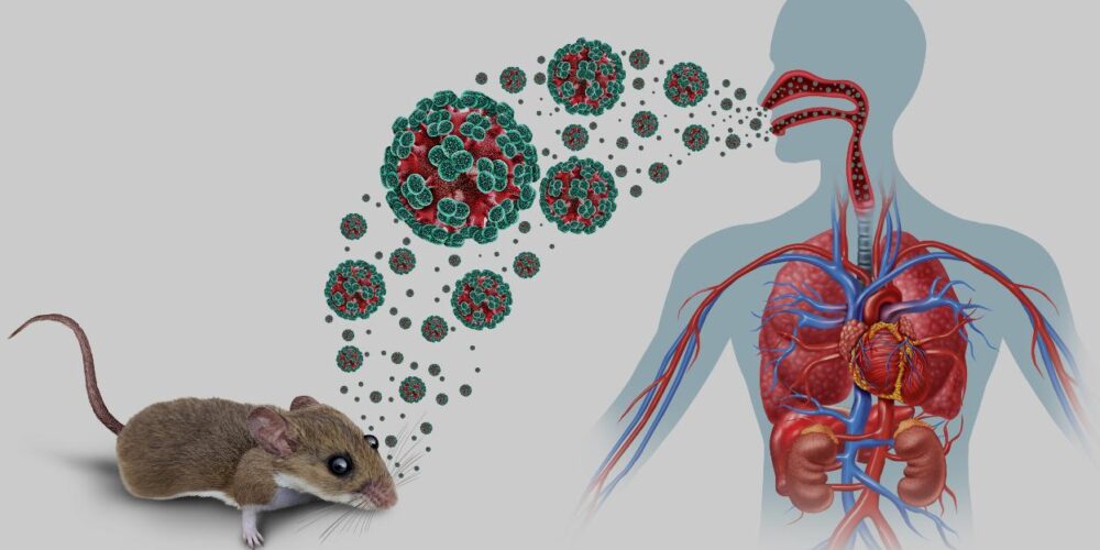 Roedor salvaje portador de hantavirus