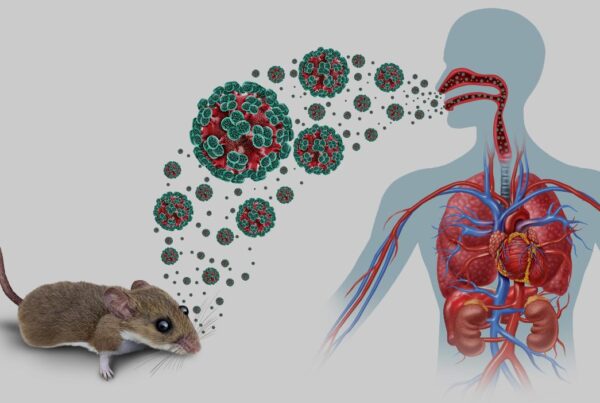 Roedor salvaje portador de hantavirus