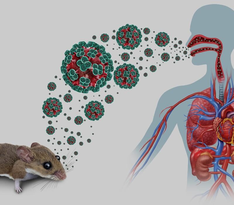 Roedor salvaje portador de hantavirus