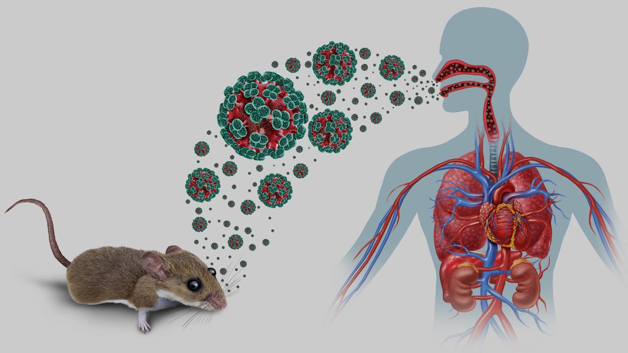 Hantavirus: qué es y por qué preocupa tras brote en crucero
