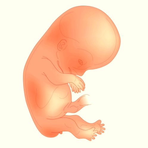 Embarazo: el tercer mes