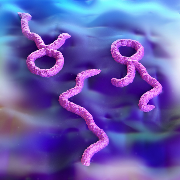 El virus del ébola: su transmisión, su prevención