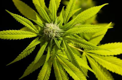La marihuana podría reducir algunos síntomas de la esclerosis múltiple (EM)