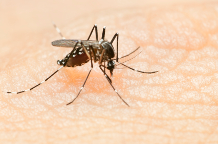 La malaria: parasitosis exasperante