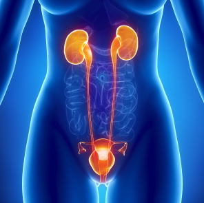 Infecciones de las vías urinarias: comunes entre las mujeres y se tratan con antibióticos