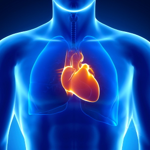4 hábitos saludables que benefician al corazón y alargan la vida