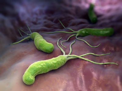 La bacteria H. pylori: qué es y cómo te afecta