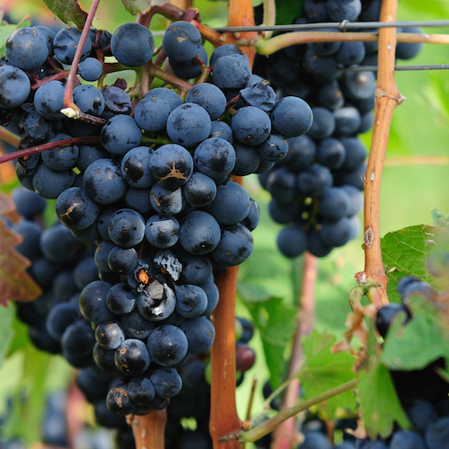 El vino, la semilla de uva y el resveratrol